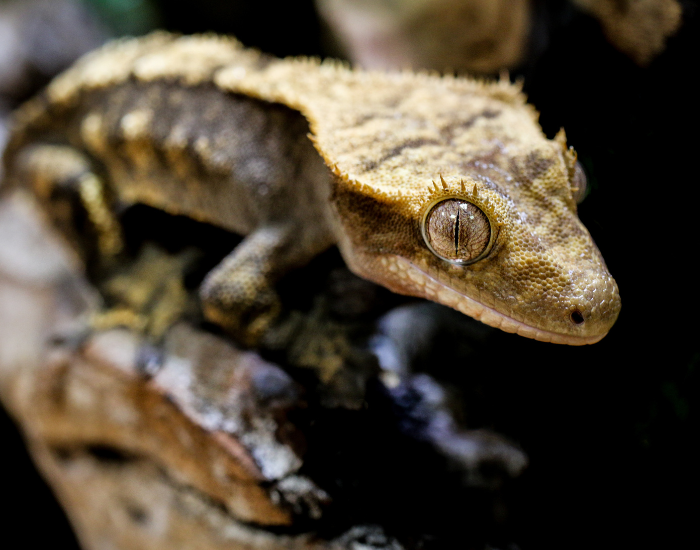 a Crested Gecko close up in captivity