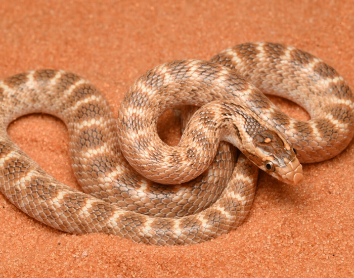 Crowned Leafnose Snake