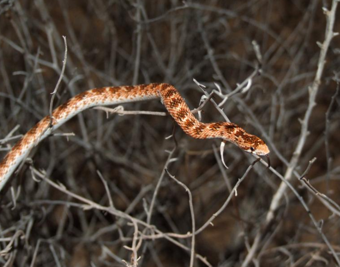 a Crowned Leafnose Snake moving among dead branches of a shrub