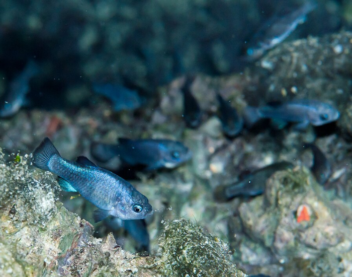 four Devil's Hole Pupfishes underwater photo