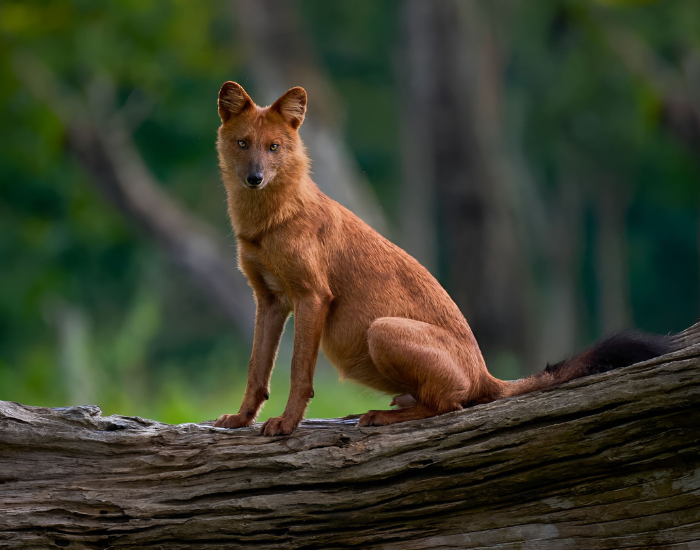 a Dhole in a forets sitting