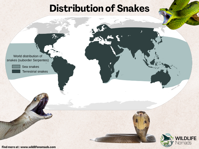 A world map infographic titled "Distribution of Snakes" by Wildlife Nomads. Shaded regions illustrate the global range of terrestrial snakes across most continents, while a light-blue band highlights the marine territories of sea snakes across the Pacific and Indian Oceans.