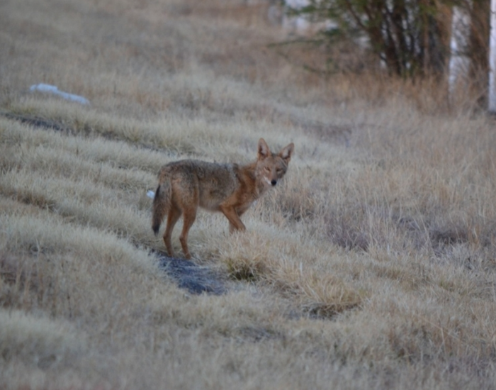 a Durango Coyote in the wild at sunset