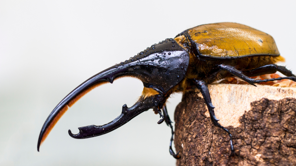 Profile shot of a Hercules beetle with a bright tan elytra and prominent horns.