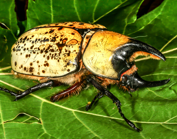 Eastern-Hercules-Beetle.webp An Eastern Hercules beetle with a yellowish, spotted shell on green leaves.