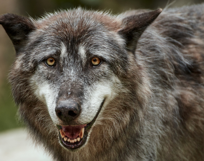 close up of a Eastern Wolf head/face