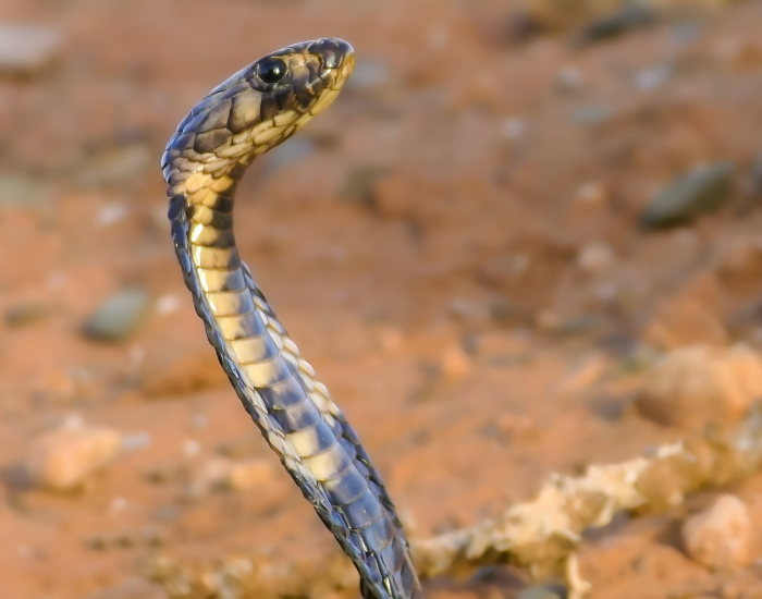Egyptian Cobra with its head up alert of its surroundings 