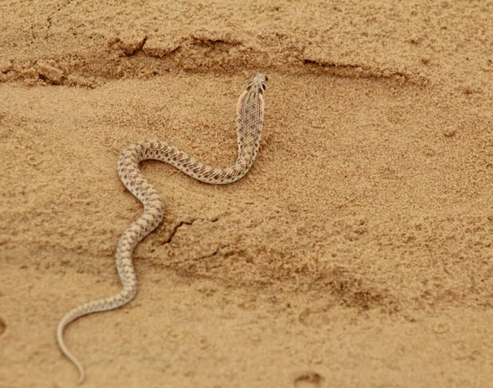 a Egyptian False Cobra crawling on sand in the desert