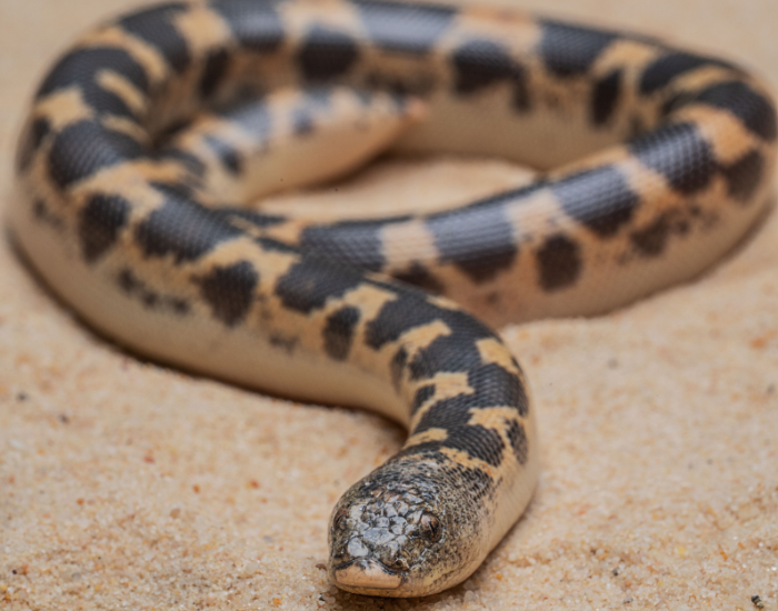 Egyptian Sand Boa close up coiled