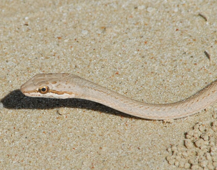 Egyptian Sand Snake