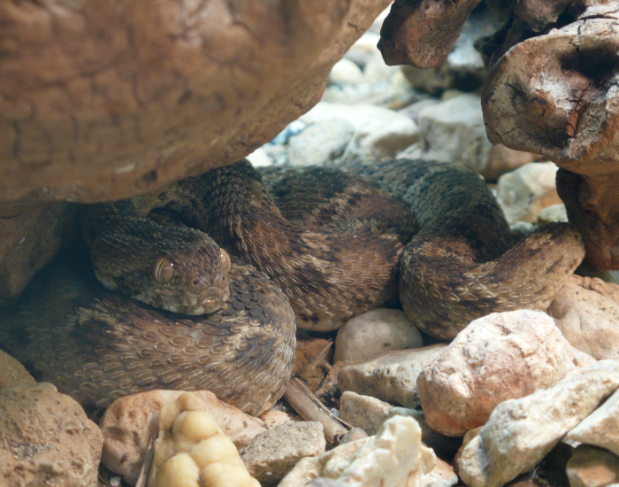 Egyptian Saw-Scaled Viper hidden beneath a rock