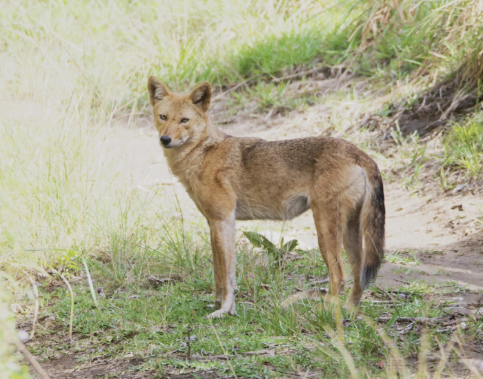 a salvador coyote in the wild next to a dirt road