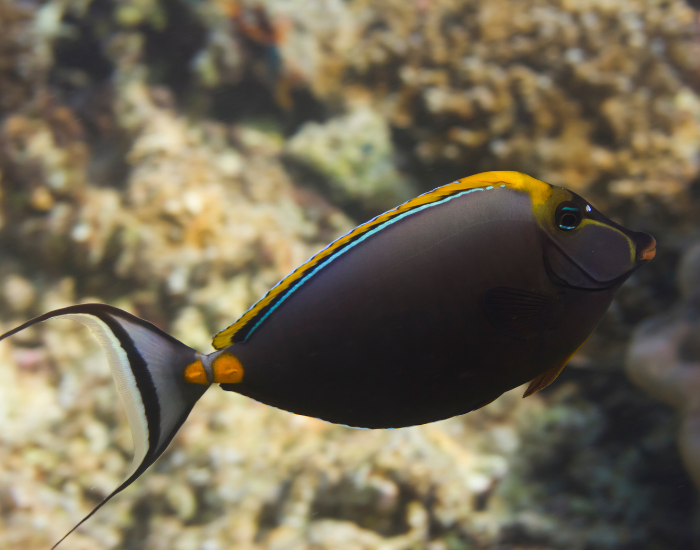 a Elegant Unicornfish swimming near coral - underwater photo