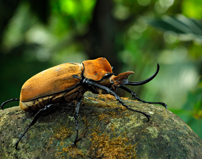 Elephant beetle (Megasoma elephas), a large black beetle covered in fine hairs with a long thoracic horn