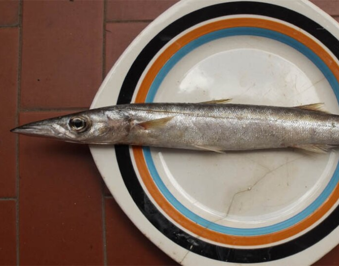 european barracuda served on a plate