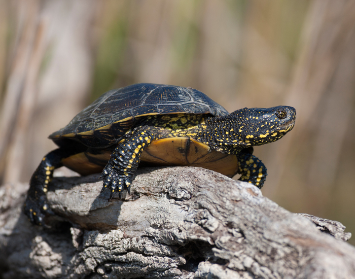 an European Pond Terrapin on a rock basking to the sun