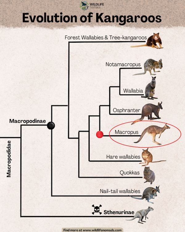 infographic showing Evolution of Kangaroos and other macropods