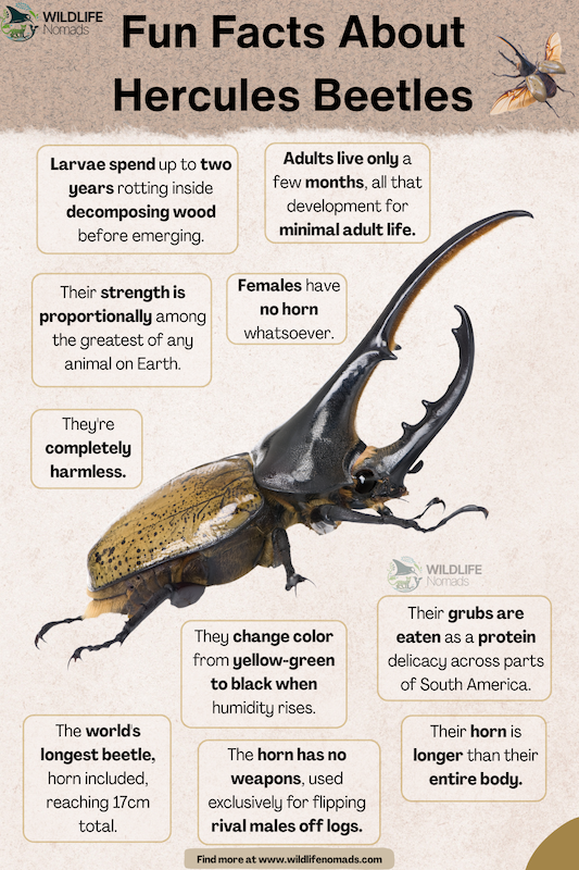 An infographic titled "Fun Facts About Hercules Beetles" showing a large horned beetle. Text highlights include their harmless nature, ability to change color, and life cycle.