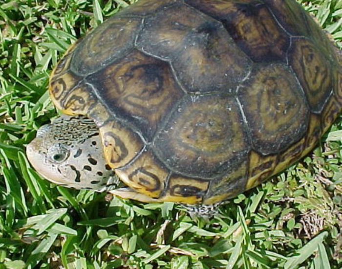 a close up of a Florida East Coast Diamondback Terrapin on the land