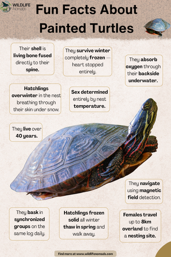 An infographic titled 'Fun Facts About Painted Turtles' featuring a central image of a painted turtle surrounded by text boxes detailing facts about their survival, freezing in winter, breathing underwater, and lifespans.
