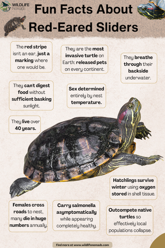 An educational infographic titled 'Fun Facts About Red-Eared Sliders' featuring a central image of a red-eared slider turtle. Text bubbles highlight facts about their 40-year lifespan, breathing underwater, nesting habits, and impact as an invasive species.