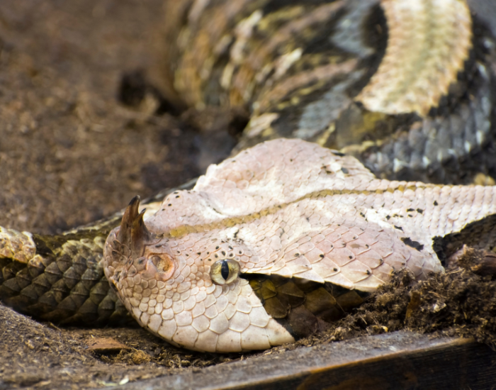close up of a Gaboon Viper head among leaves