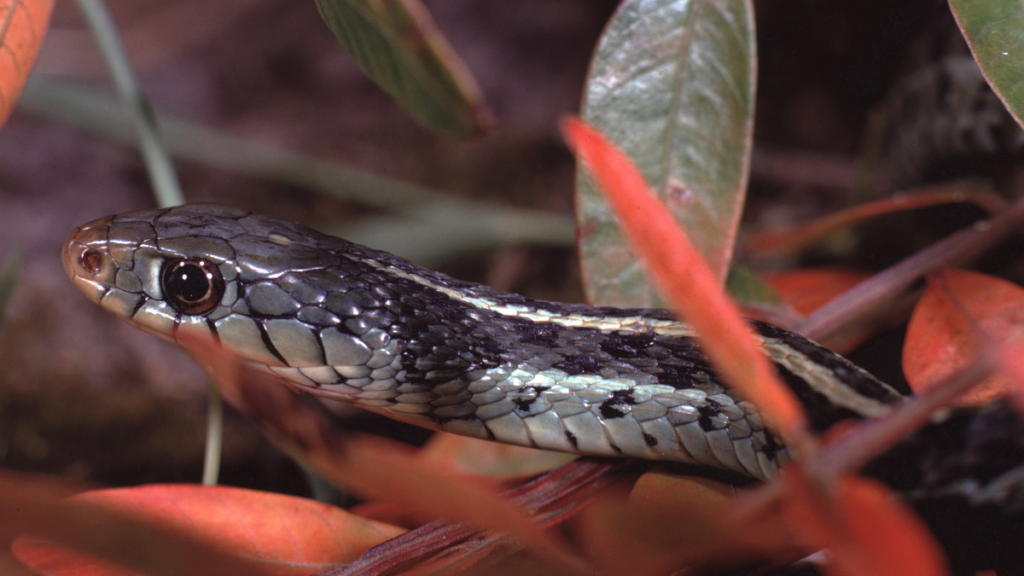 garter Snake crawling in the wild