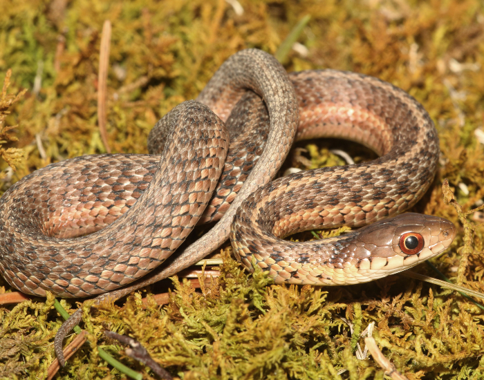 close up of a Garter Snake coiled