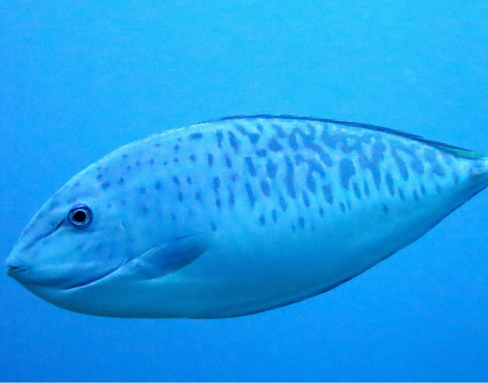 a Gray Unicornfish close up underwater photo