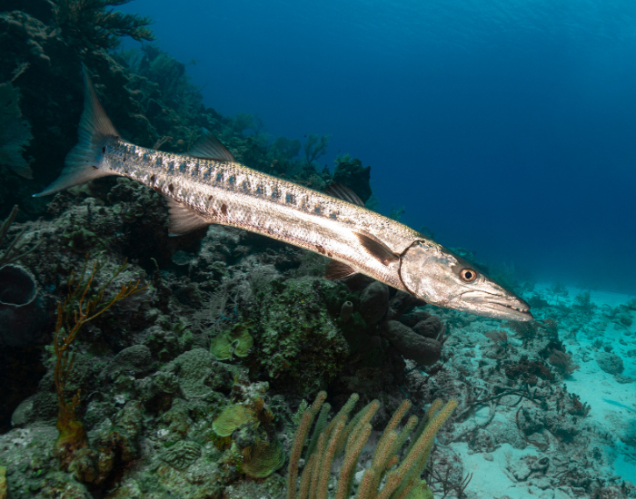 Great barracuda swimming close to a coral reef