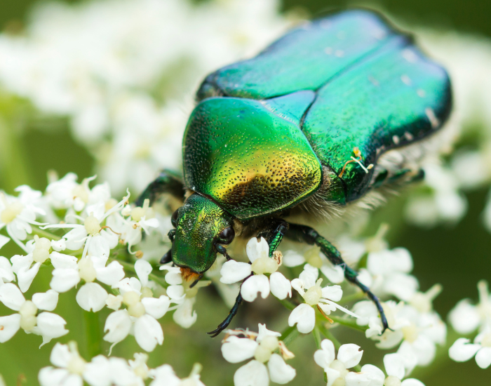 Green June beetle (Cotinis nitida) with a velvety green body and bronze edges