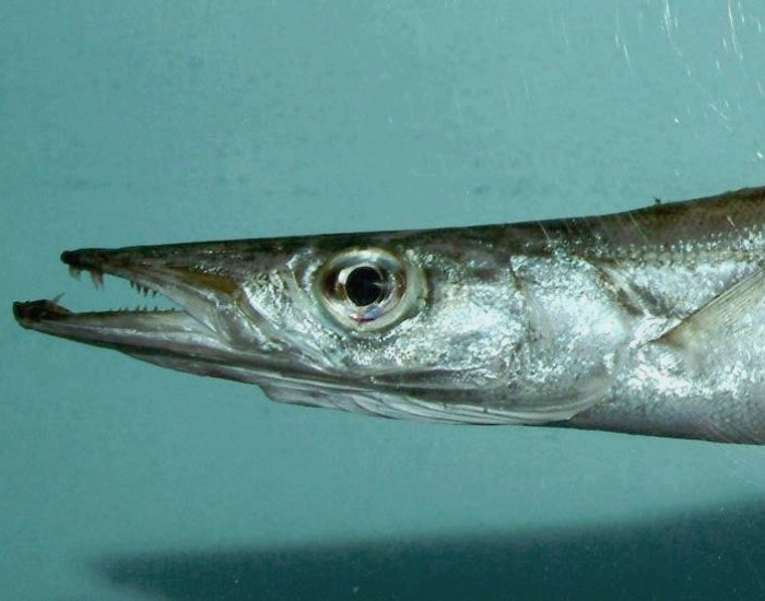 Close up profile view of a guaguanche barracuda head