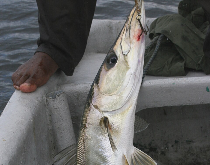 A guinean barracuda being held by a fisherman on a boat