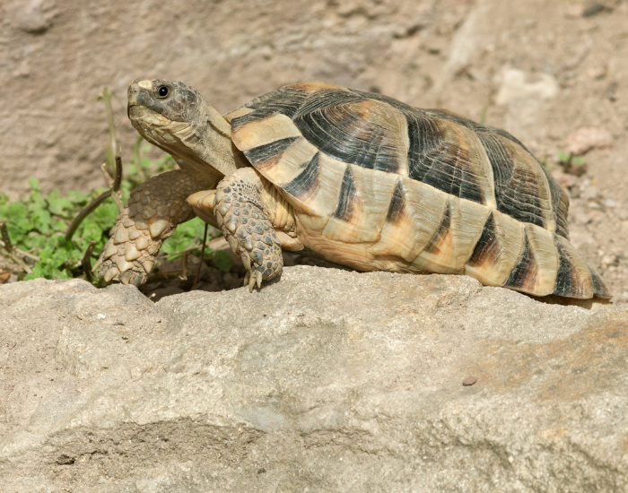 close up of a Hermann's Tortoise on the ground