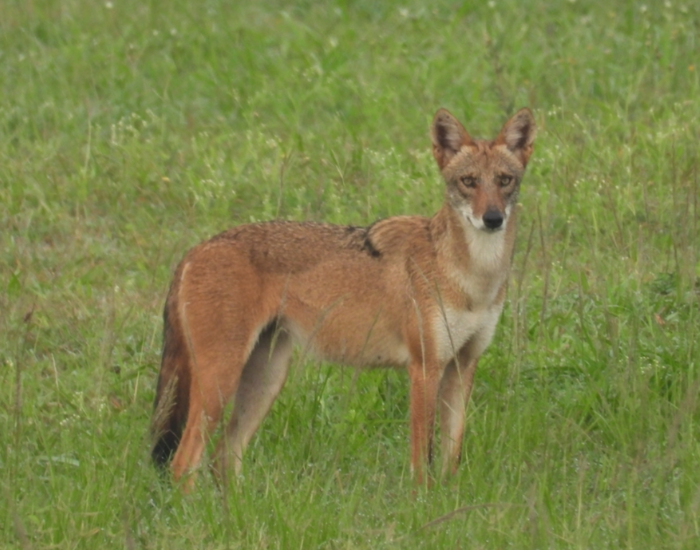 an Honduran Coyote in the wild standing on a grassfield