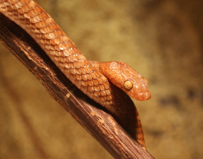 a close up of the head of a Hoogstraal's Cat Snake on a branch