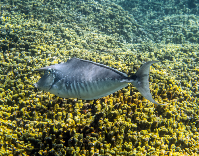 a Humpback Unicornfish wimming in its natural environment