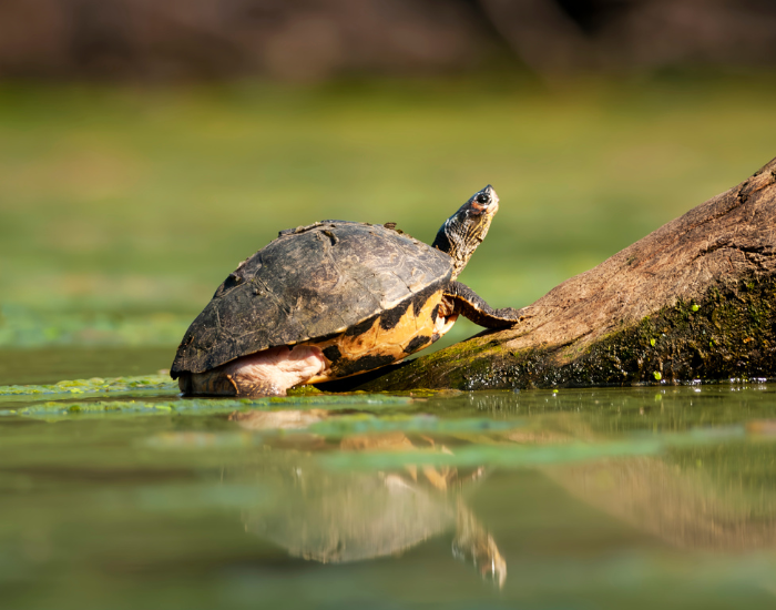 a Indian Roofed Terrapin coming out of a pond