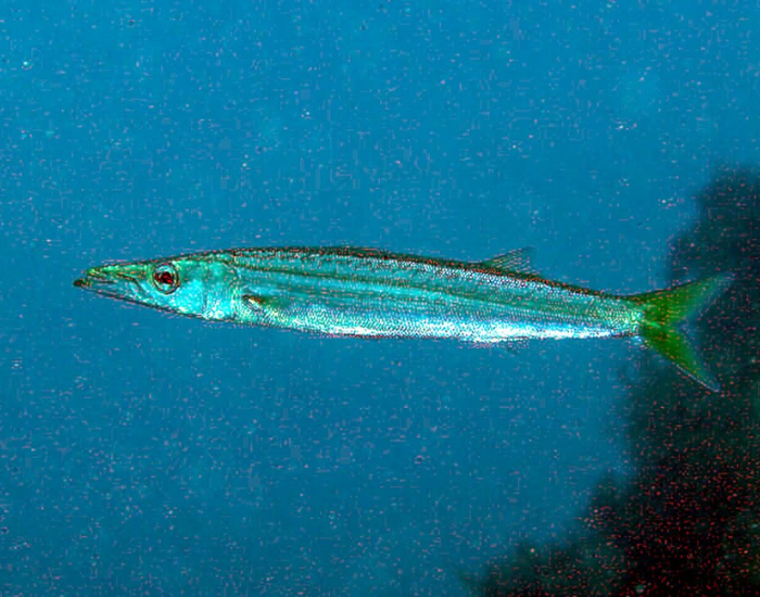 Japanese barracuda swimming alone in open ocean waters
