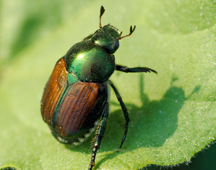 Japanese beetle (Popillia japonica) with a metallic green head and copper wing covers resting on a leaf