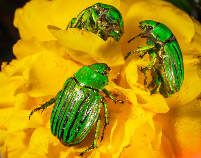 Jewel scarab (Chrysina species) with a brilliant metallic gold and green shell