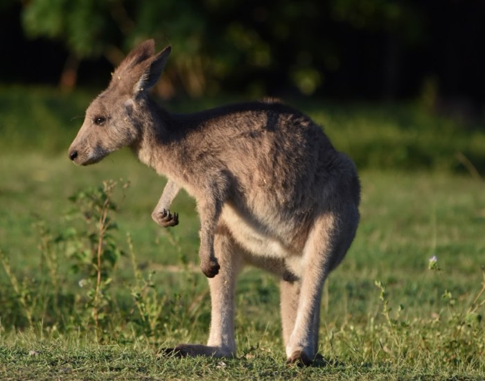 a baby or juvenile kangaroo on a grassfield