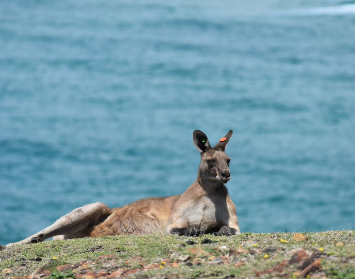 a kangaroo laying grass with the ocean on the background