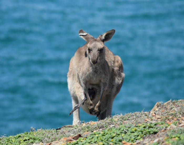 a male kangaroo next to a cliff in coffs harbours, australia. With an ocean on the background