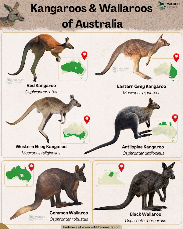 An educational infographic titled "Types of Kangaroos" by Wildlife Nomads, featuring high-quality photos, scientific names, and green distribution maps of Australia for six different macropod species. The top section showcases the Red Kangaroo (Osphranter rufus), Eastern Grey Kangaroo (Macropus giganteus), Western Grey Kangaroo (Macropus fuliginosus), and Antilopine Kangaroo (Osphranter antilopinus). The bottom section features the Common Wallaroo (Osphranter robustus) and Black Wallaroo (Osphranter bernardus).