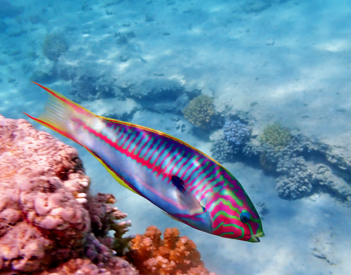 a Klunzinger's wrasse swimming underwater