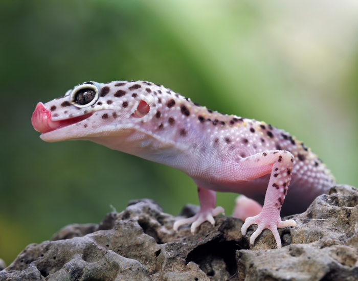close up of a Leopard Gecko with its tongue out