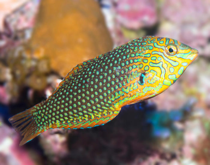 Leopard Wrasse swimming among coral