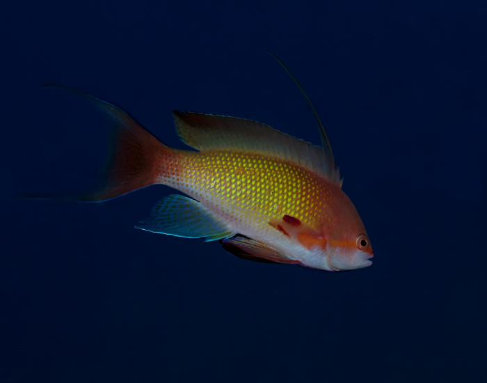 a Lyretail Anthias fish underwater photo
