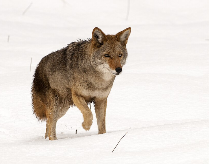Mountain Coyote walking in snow